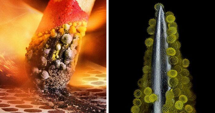 Stunning Microscopic Images From The 2023 Nikon Small World Photomicrography Contest (86 Pics)