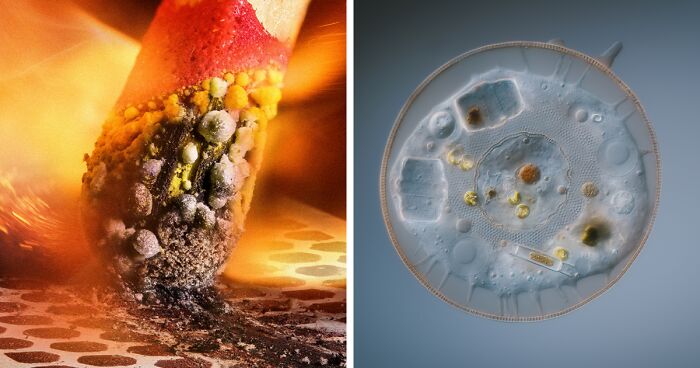 Top Science Images Revealed In The 2023 Nikon Small World Photomicrography Competition (86 Pics)