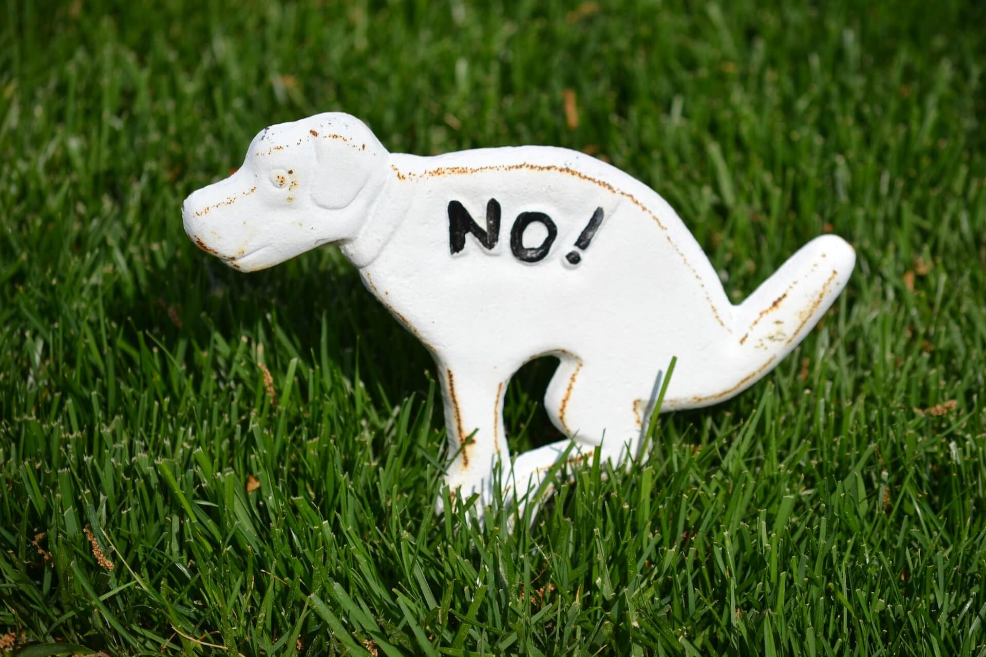 white pooping dog sign on the grass