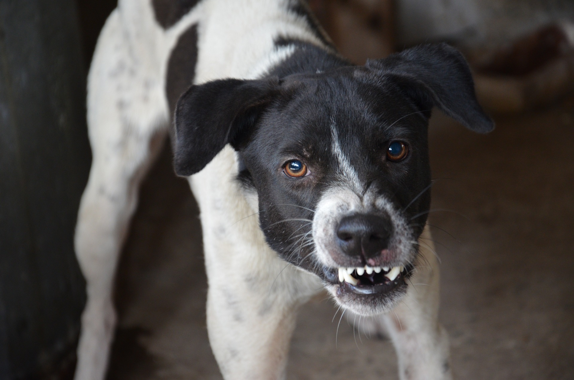 White and black angry dog