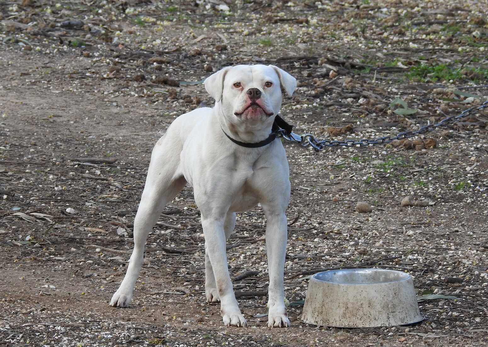 White Bulldog watching