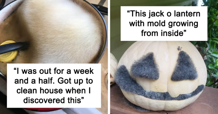 73 Times People Had To Use Their Willpower To Not Pet Mold