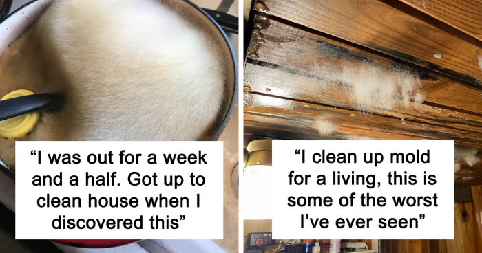 73 Pictures Of Mold That People Want To Pet For Some Reason