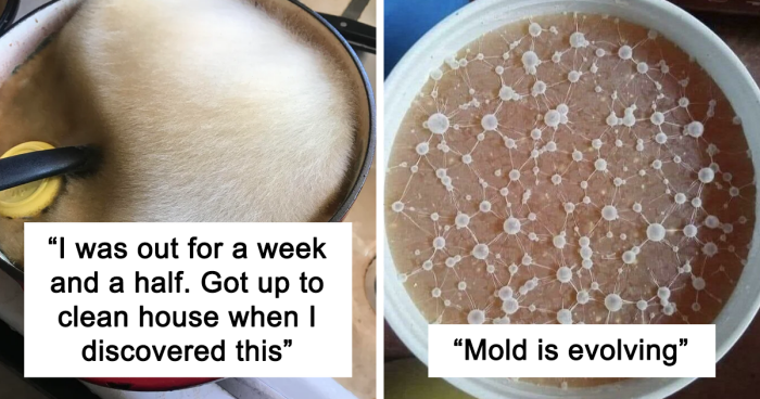 73 Pics Of Mold So Intriguing, People Want To Touch It