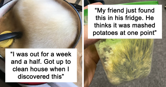 People On This Group Love A Good Mold Growth, And Here Are 73 Of Their Most Interesting Pics