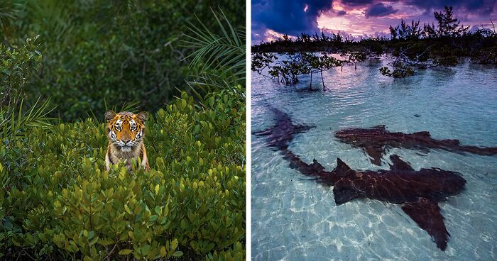 The Mangrove Annual Photography Awards Recently Announced Their Best Photos Of 2023 (46 Pics)