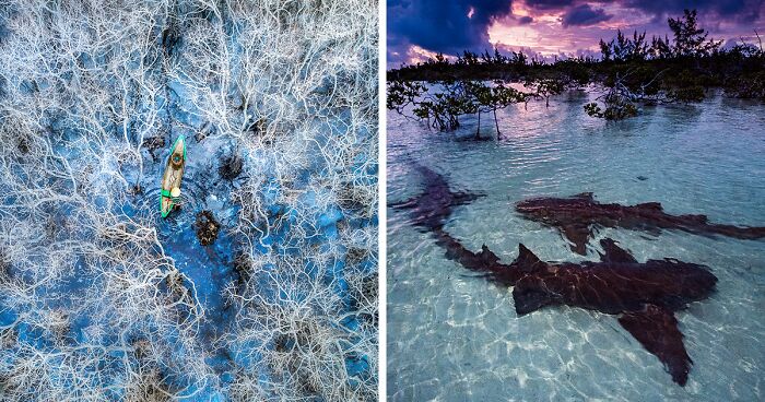 46 Best Pictures From The 2023 Mangrove Photography Awards