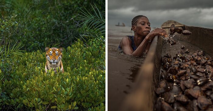 Mangrove Photography Awards: Here Are The 46 Best Images Of 2023