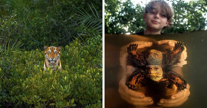 Mangroves And Ecosystems: 46 Best Pictures Of The 2023 Mangrove Photography Awards