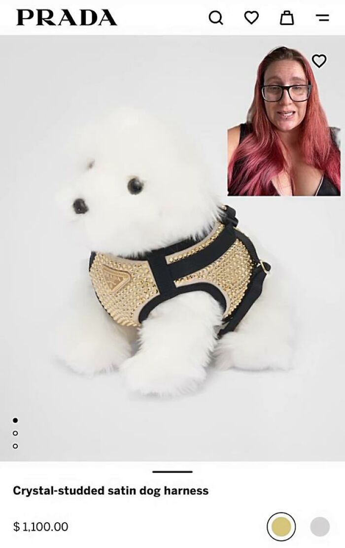 $1,100 For A Crystal Studded Dog Harness And They Couldn't Even Shell Out For A Real Dog. So This Is Looking Like Some Cheap Etsy Photoshoot