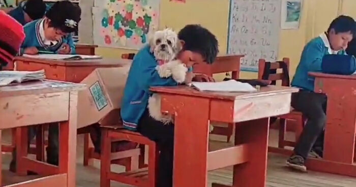 Student Going Through Hardships Asks Teacher If He Can Bring His Dog To School