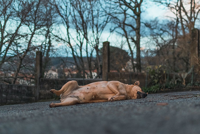 Brown dog sleeping on the road 