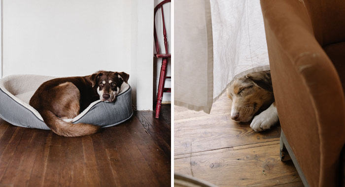 A Tired Dog is a Happy and Healthy one: 10 Signs Your Pet Needs Rest