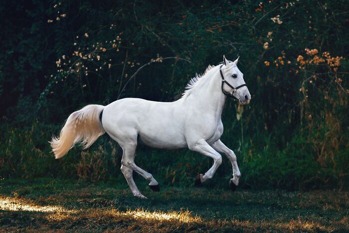 white horse running