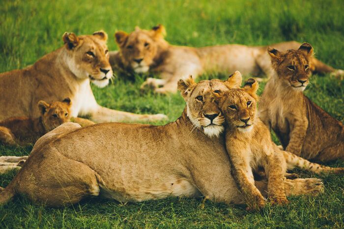 lions laying in the field