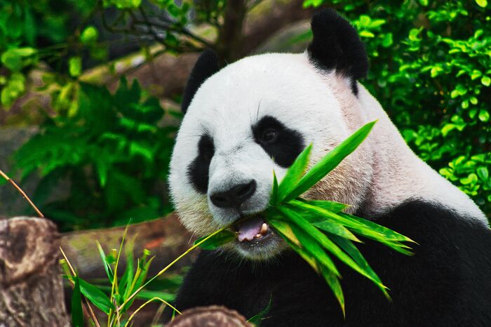 Panda eating