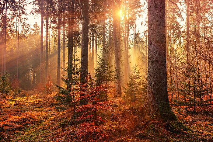 Forest in autumn