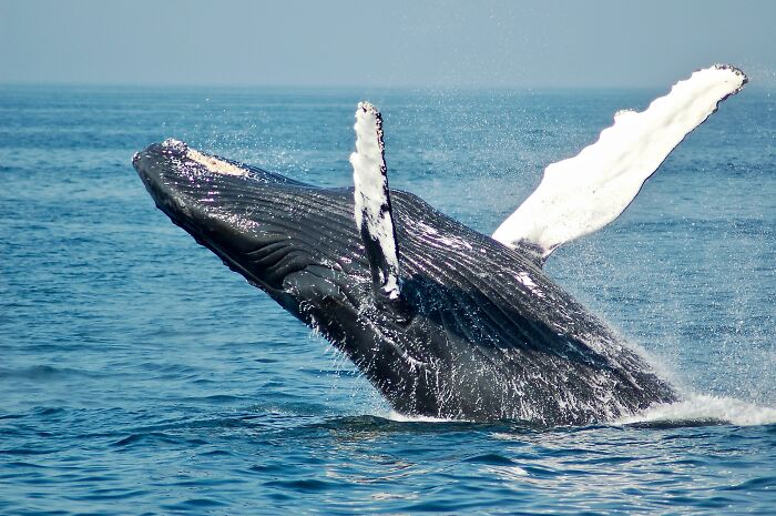 Blue whale on sea