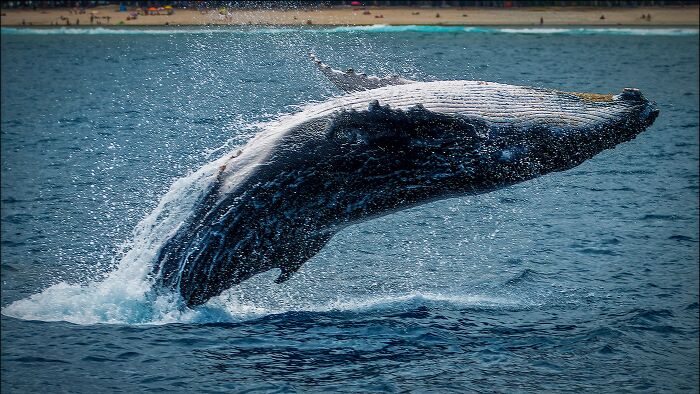 Black and white whale jumping