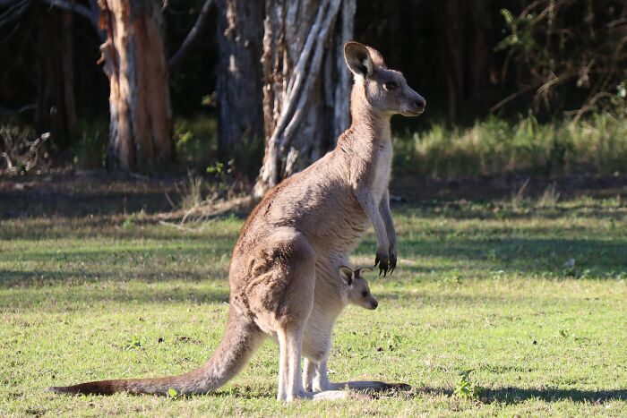 Kangaroo with baby