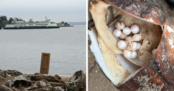 120 Quirky And Interesting Things People Found By The Sea And Had To Share (New Pics)