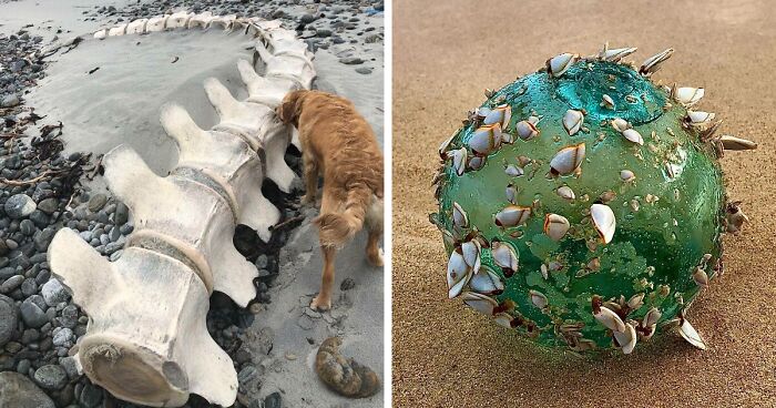 120 Of The Most Interesting and Bizarre Objects People Found On The Beach (New Pics)