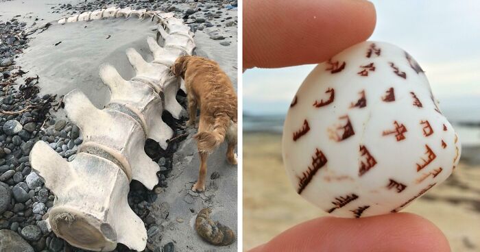 Treasure Island: 120 Times People Found Something Exceptionally Interesting At The Beach (New Pics)