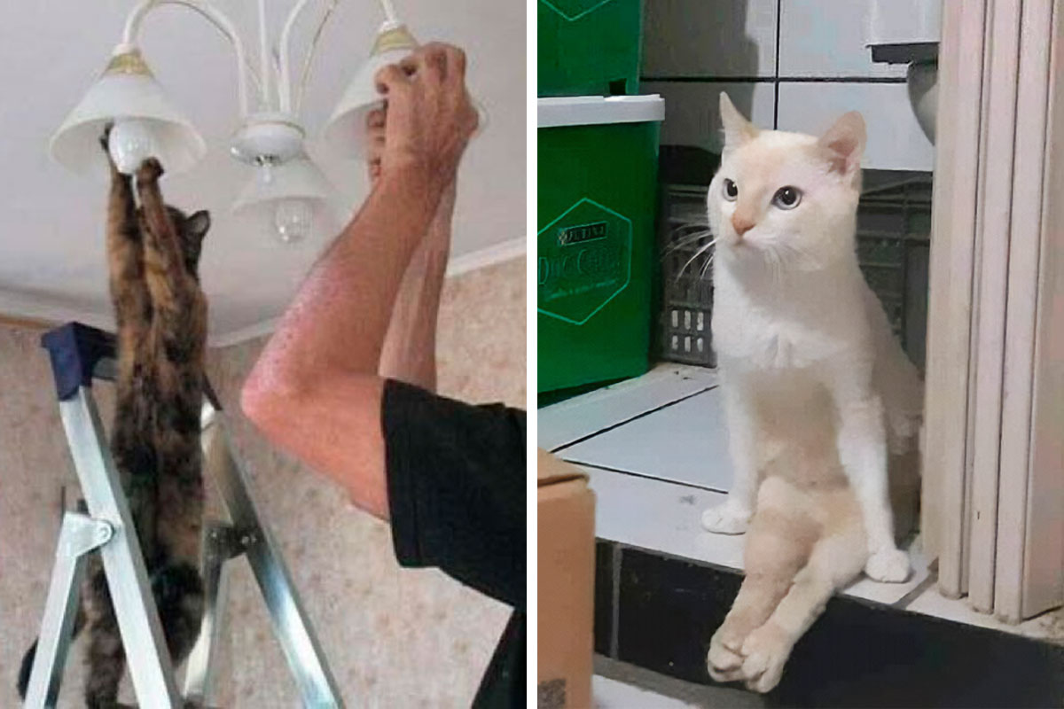 19 Pissed Off Cats That Are Way Too Cute To Be Angry - I Can Has