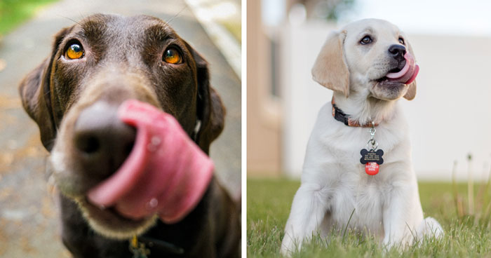 Why Do Dogs Eat Poop? Signs of Anxiety or Isolation