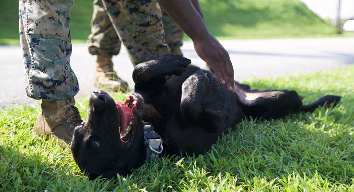 Why Do Dogs Like Belly Rubs? A Vet Tech’s Explanation