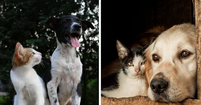 10 Reasons Why Dogs Are Better Than Cats