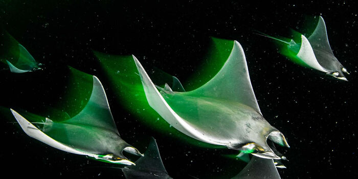 Underwater World, Winner: Nighttime Squadron By Catherine Holmes, Great Britain