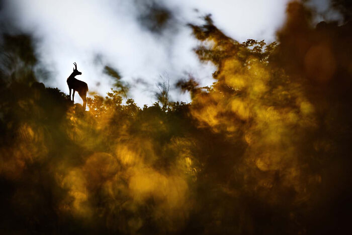 Young Photographer 15 To 17 Years, Runner Up: Golden Hour By Anton Trexler, Germany