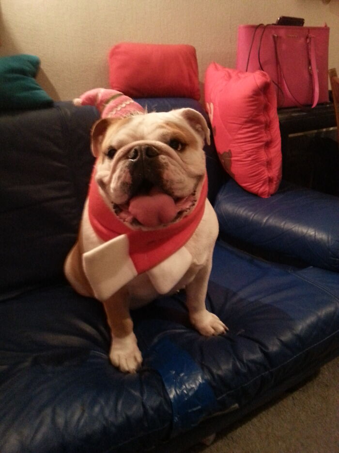An Older Pic. But Wanted To Share This One. Our First Bulldog Flannie. Celebrating Xmas In Doggie Heaven Since 2018