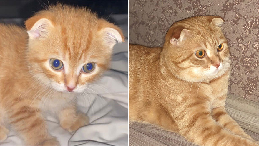 Wholesome Pics Of Kittens Growing Into Cats, As Shared On This “Cat Grows” Group (New Pics)