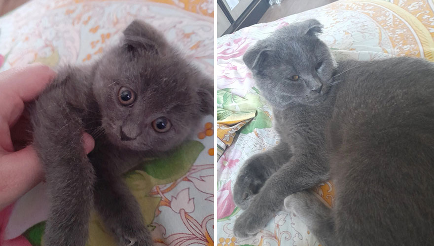 Wholesome Pics Of Kittens Growing Into Cats, As Shared On This “Cat Grows” Group (New Pics)