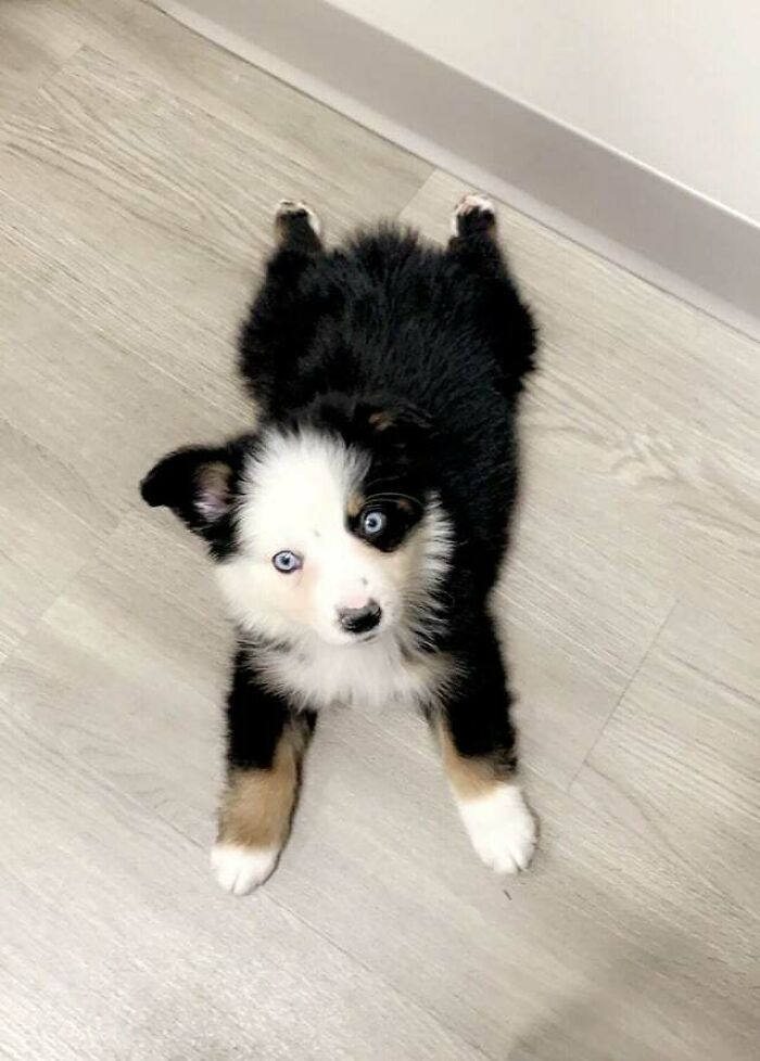 Itty Bitty Sploot