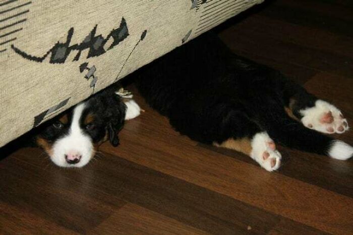 Confusing Sploot, But Cute Nonetheless!