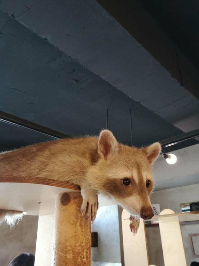 Elevated Racoon Sploot