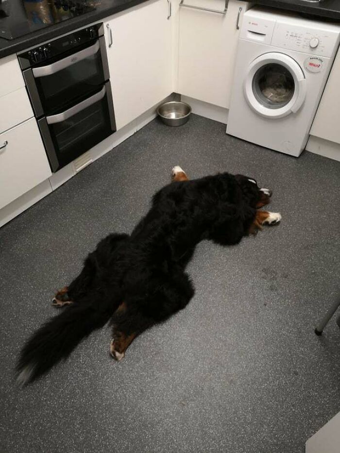 Dog Sitting For A Friend And This Big Bear Loves A Sploot