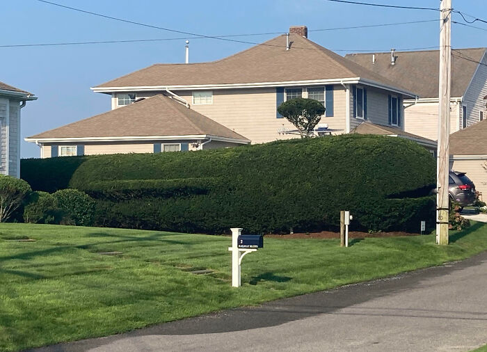 Neighbors At Our Beach House Made A Whale-Shaped Bush, Blowhole And All