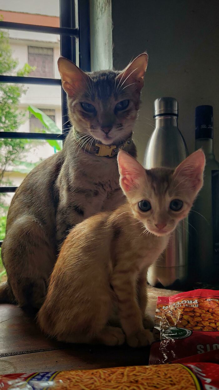 Adopted This Mama Cat And Kitti