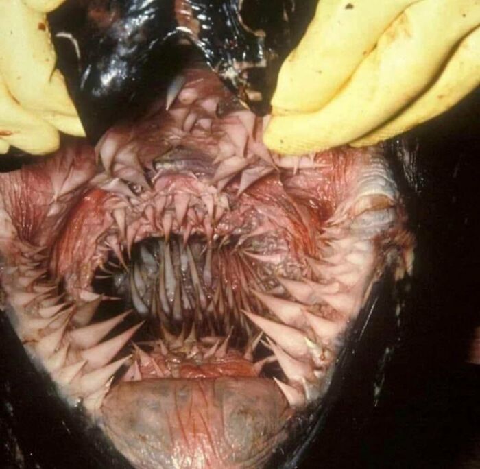 Inside The Mouth Of A Leatherback Turtle