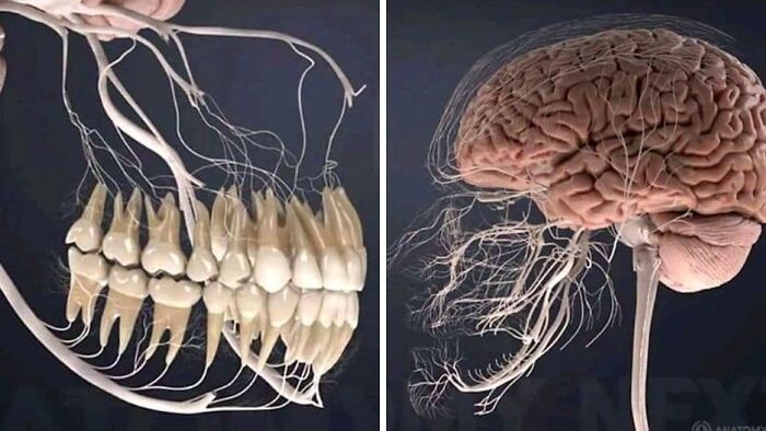 This Is What All The Nerves For Your Teeth Look Like