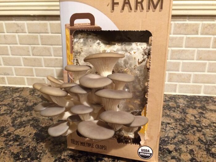 Unleash Your Inner Mycologist With Organic Oyster Mushroom Grow Kit – Turn Your Kitchen Into A Foodie's Fun-Gus Paradise