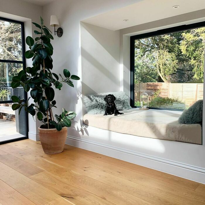 Dog Sitting In A Big Window Nook