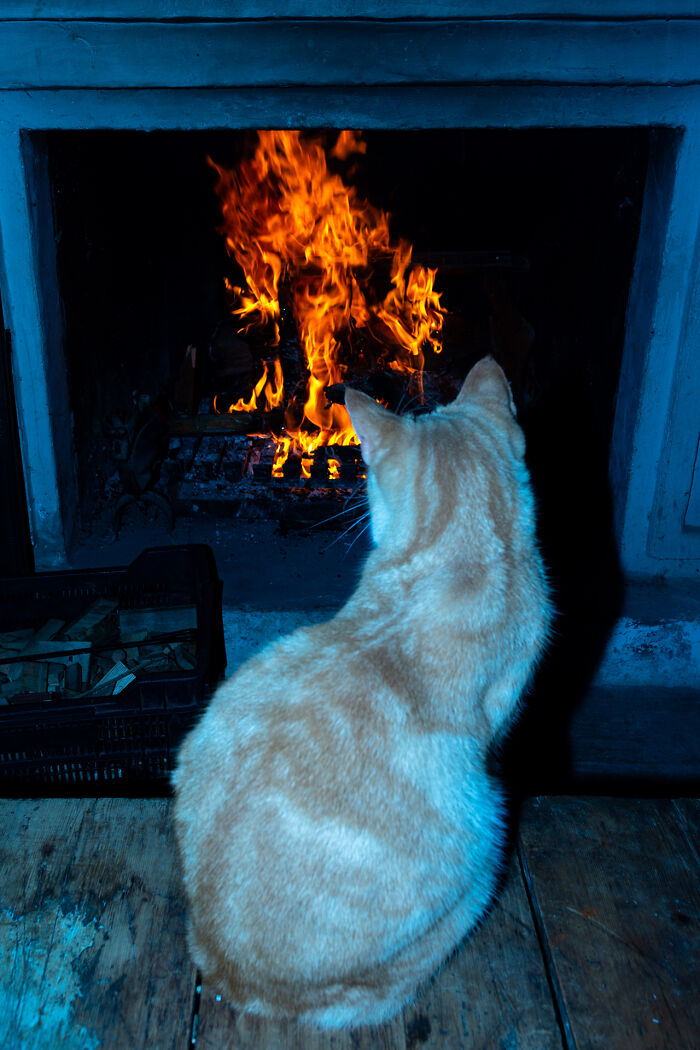 Warm Kitty