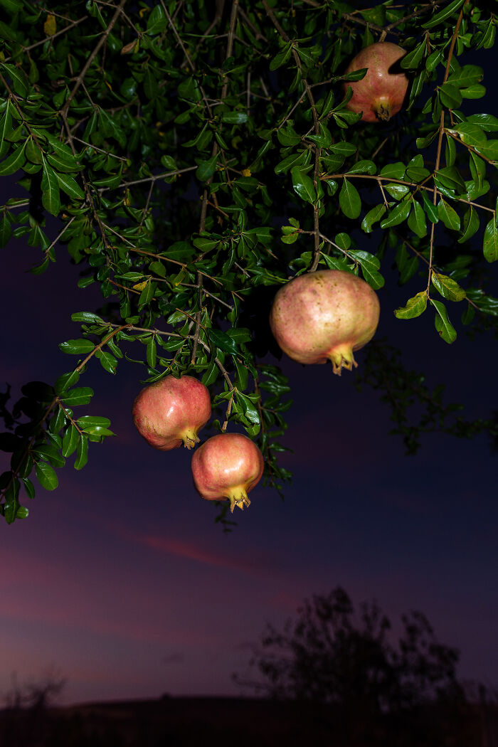 Garden Pomegranates