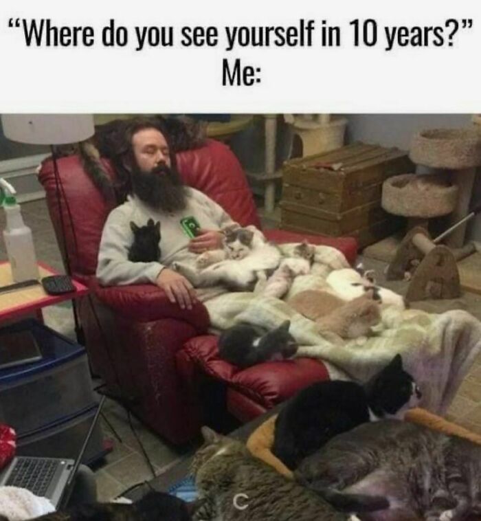 The-Odd-Cat-Sanctuary-Memes