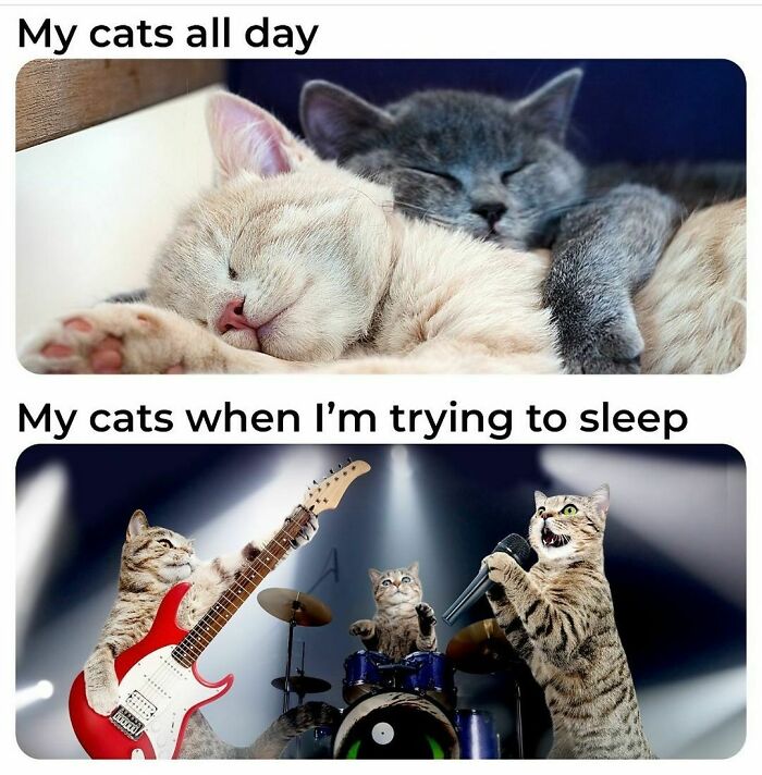 The-Odd-Cat-Sanctuary-Memes